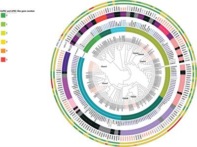 Clonal and plasmidic dissemination of critical antimicrobial resistance genes through clinically relevant ExPEC and APEC-like lineages (ST) in the dairy cattle population of Québec, Canada